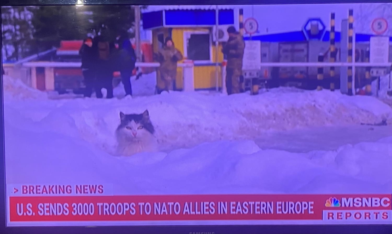 Sergeant Mittens vigilantly guarding the Ukrainian boarder from Russia.