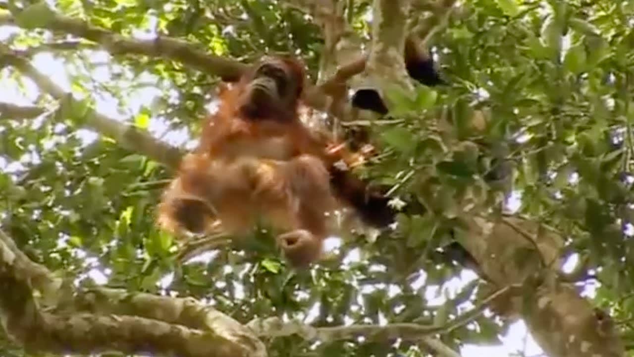 A Dangerous Rescue | Orangutan Diary | BBC Earth
