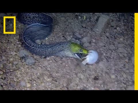 Watch: Eel Swallows a Pufferfish Whole | National Geographic