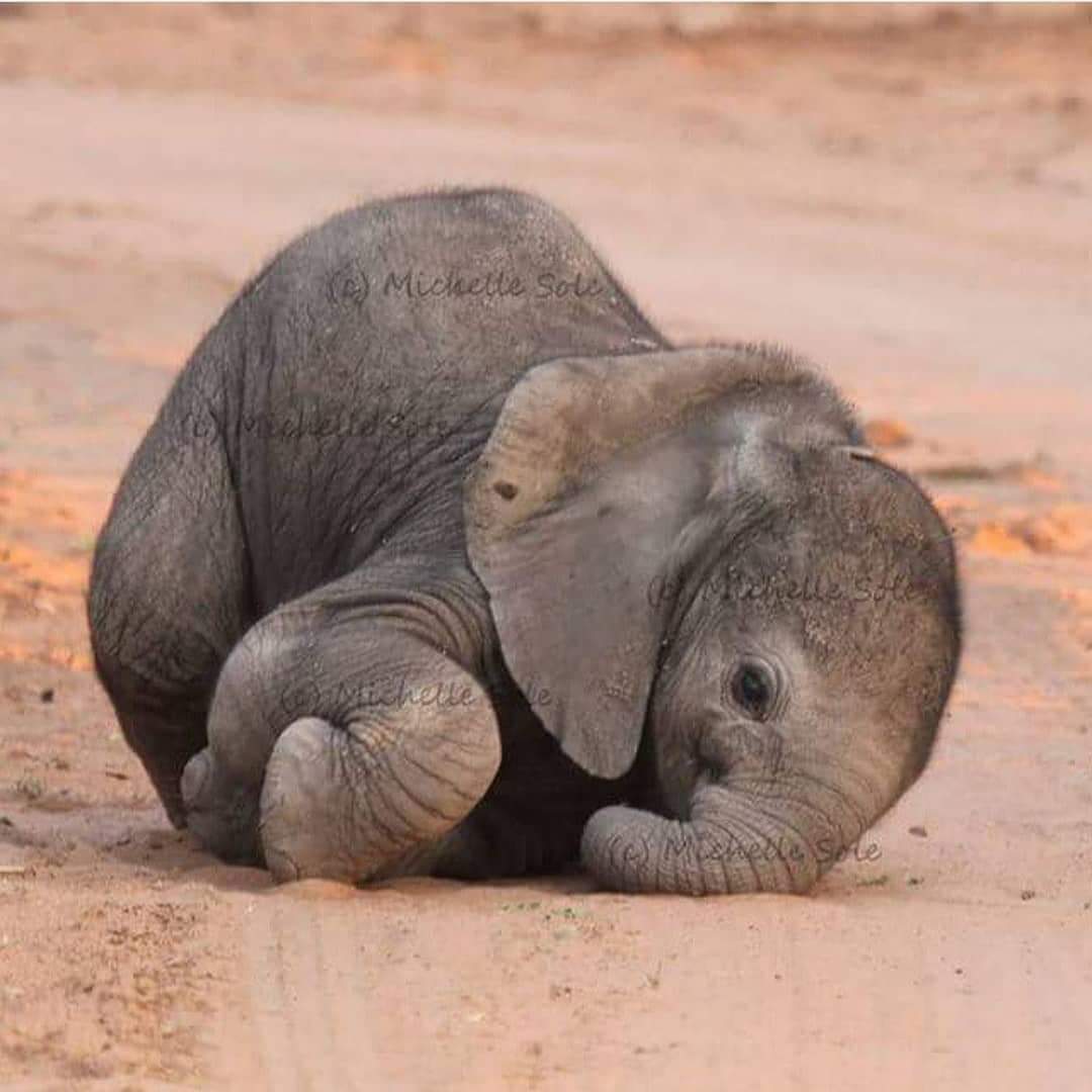 Curled up baby elephant time.