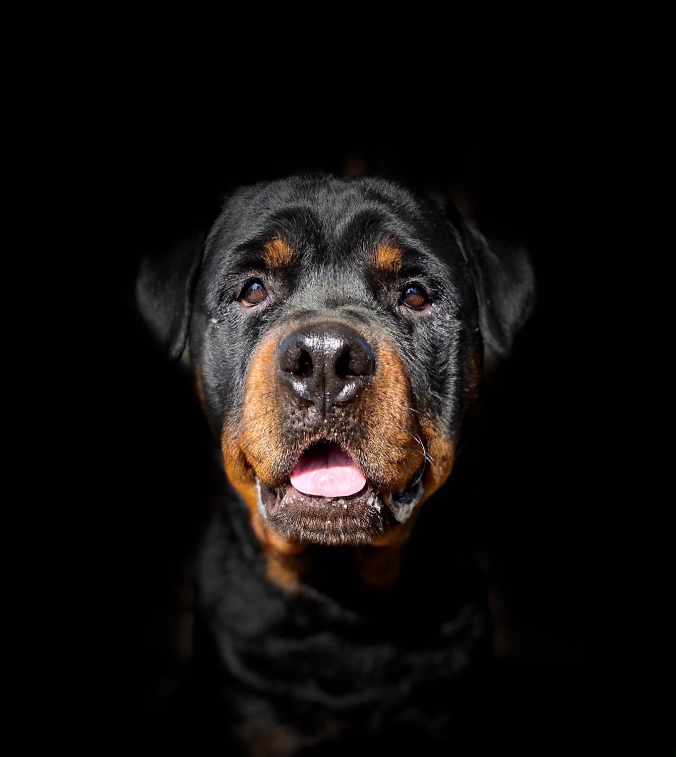 ITAP of my Rottweiler, Rocky.