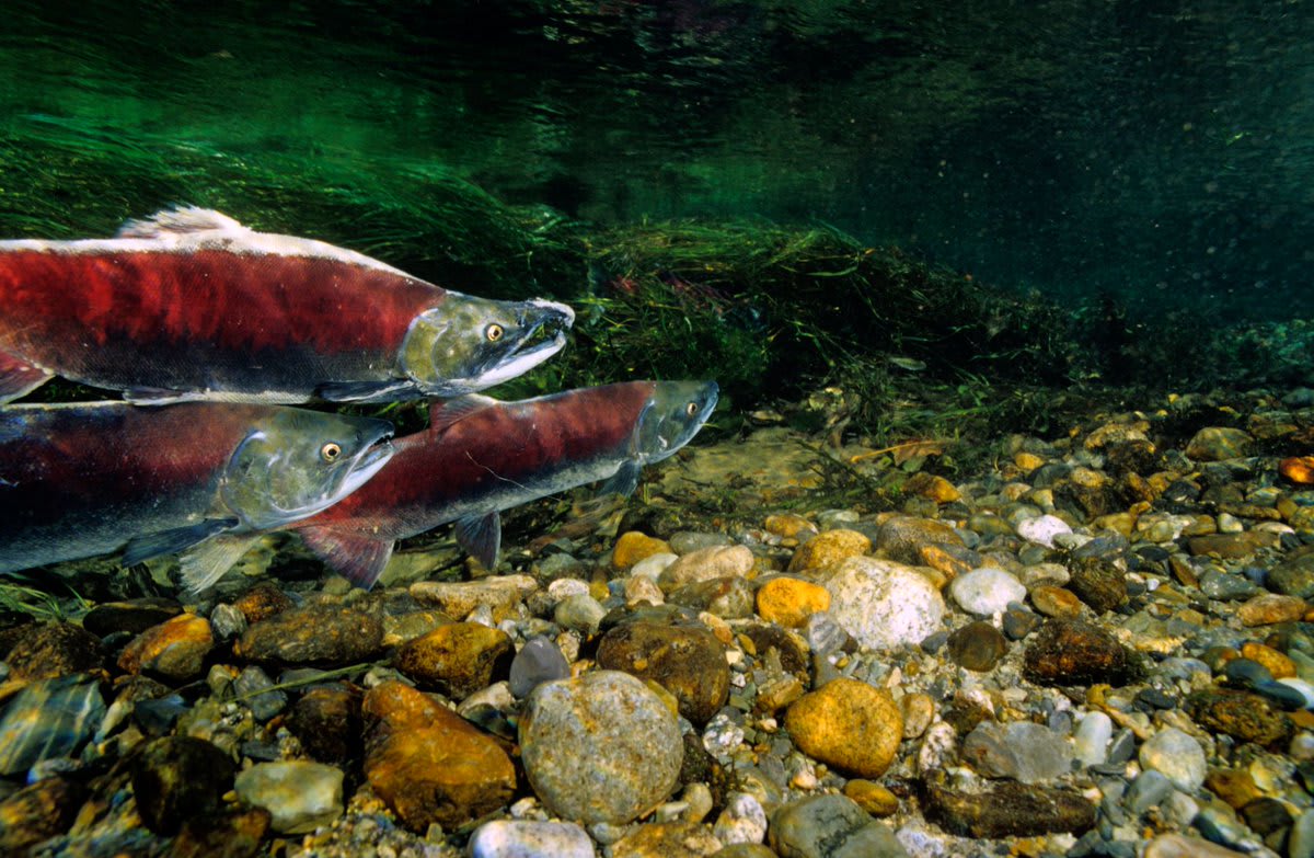 Four federal dams on the lower Snake River are driving salmon to extinction. We recover abundant salmon runs but it won’t happen without your support.  StopSalmonExtinction TAKE ACTION