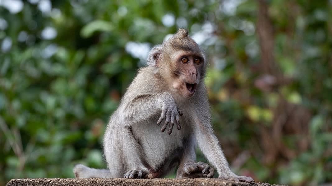 One CRISPR Treatment Lowered Cholesterol in Monkeys by 60 Percent