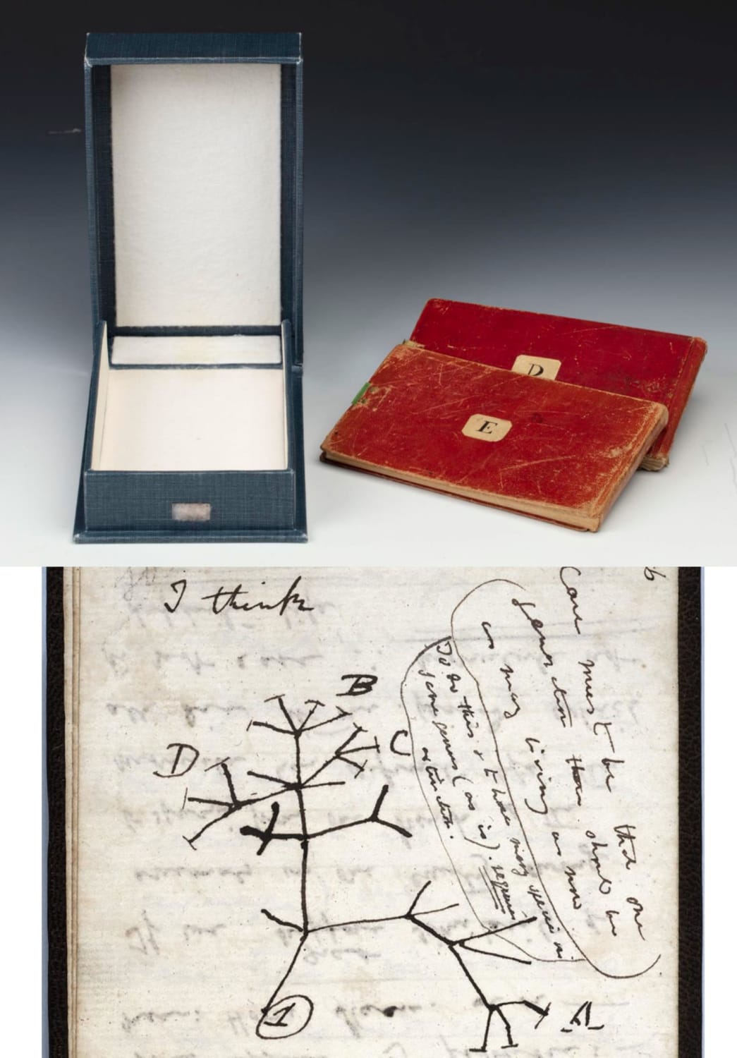 After mysteriously vanishing from Cambridge University 22 years ago, 2 notebooks belonging to Charles Darwin, one of which contains his iconic 1837 Tree of Life sketch, have been safely returned to the University in a pink gift bag, along with an envelope signed: Librarian Happy Easter X