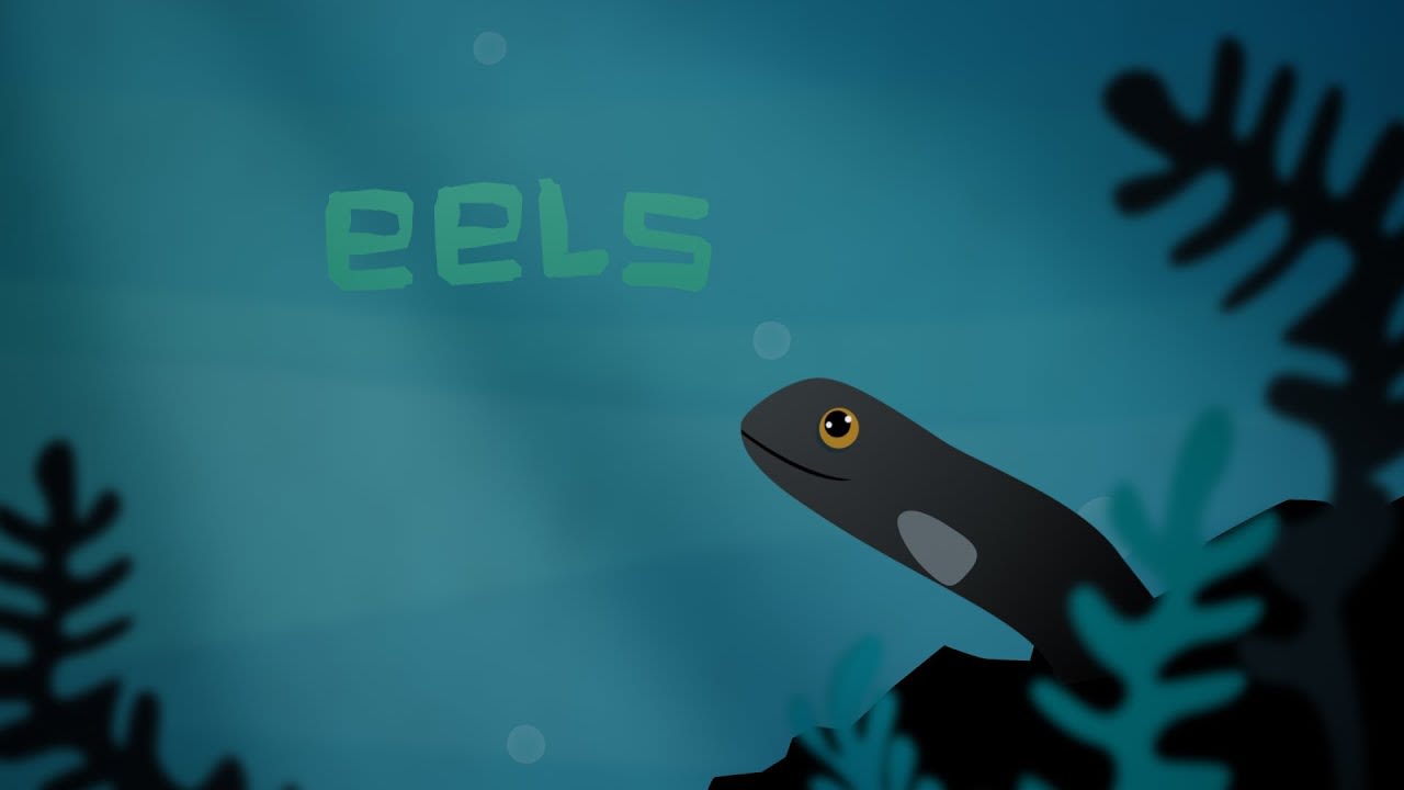 Eli the eel: A mysterious migration - James Prosek
