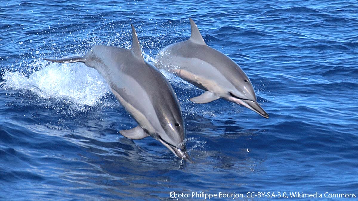 Why does the spinner dolphin spin? Scientists think it makes acrobatic leaps for a range of reasons: to rid itself of clinging parasites, to signal something, to enhance a courtship display…or just for fun! You can spot this dolphin in tropical regions around the world.