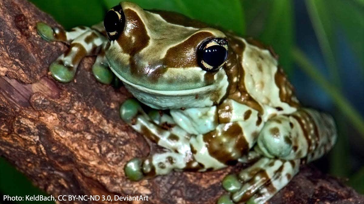 You don’t want to dip your cookies in the Amazon milk frog’s “milk.” This amphibian’s common name refers to the poisonous, milky substance it secretes when under threat. It inhabits South American rainforests, where it rests on leaves during the day & hunts for insects at night.