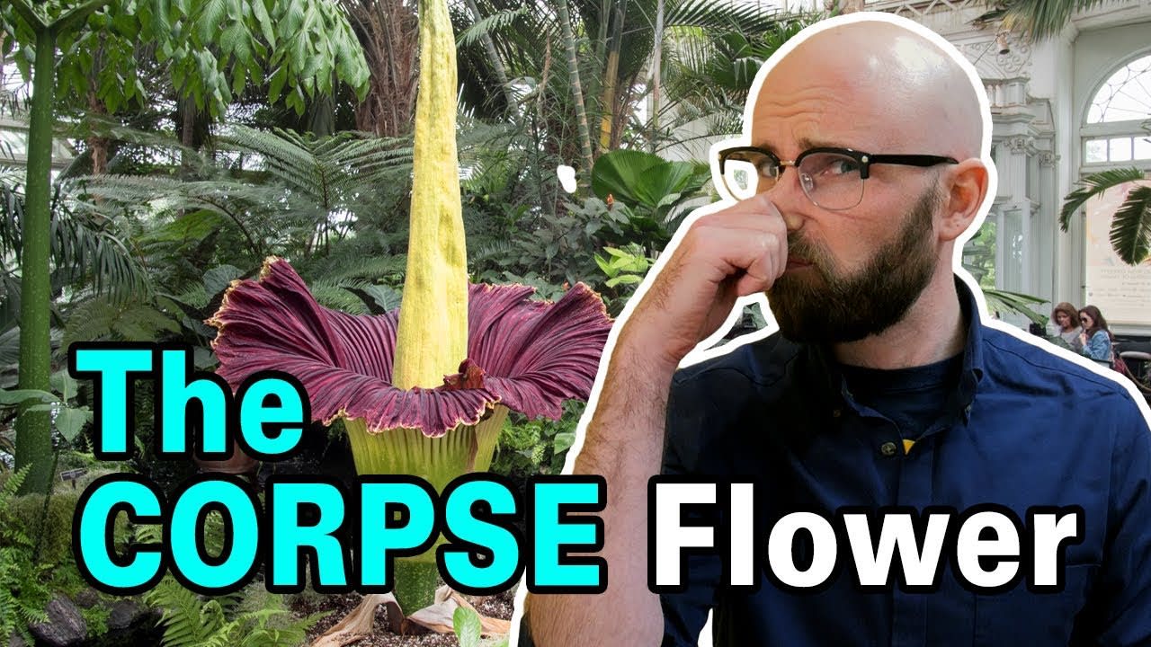The Flower That Smells Like a Rotting Corpse
