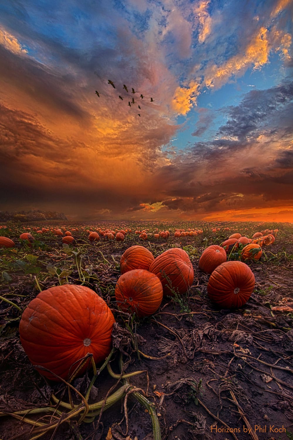 In Search Of The Great Pumpkin - autumn post