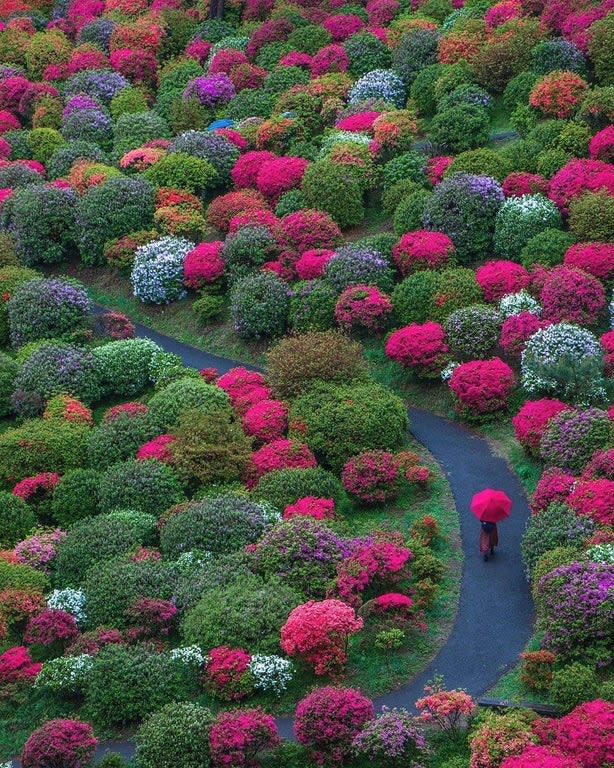 This garden in Ome, Japan
