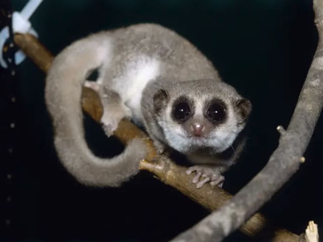 A fat-tailed dwarf lemur, pink dolphin, tiny mouse deer, & purple-scaled fish (named in honor of BlackPanther)—the last one's "ours," & it's one of @businessinsider's 13 favorite new-species discoveries of the last decade: