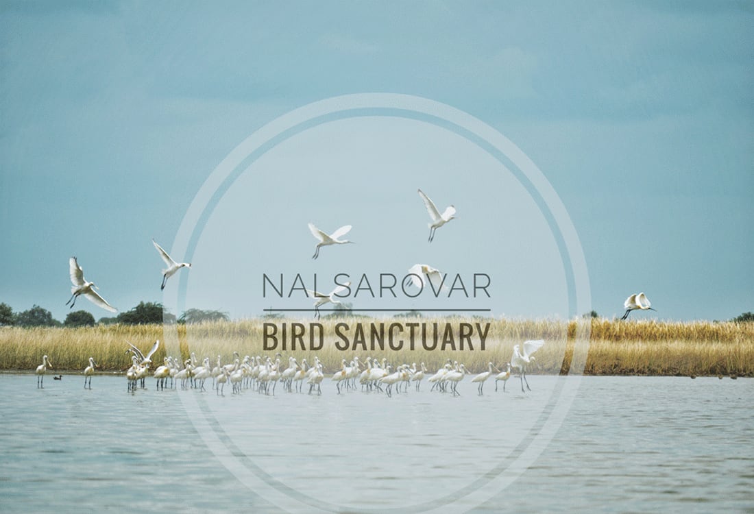 Nal Sarovar Bird Sanctuary: An up-close view