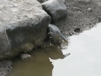 Green Heron Using Bait To Catch A Fish GIF by tothetenthpower