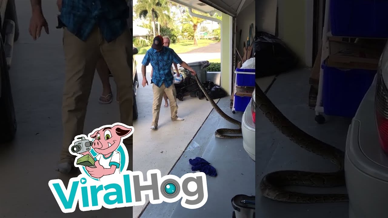 Mom Helps Remove Python Wrapped in Car || ViralHog