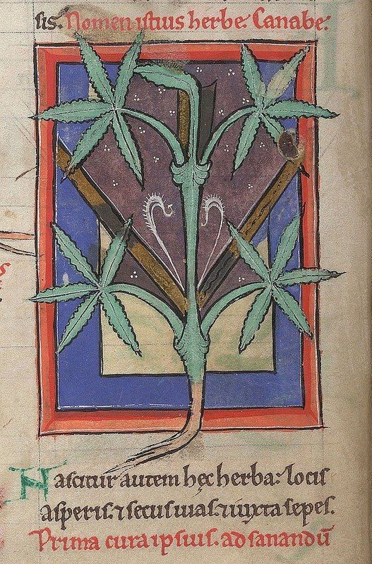 Medieval marijuana, from a 12th-century medical and herbal collection: https://t.co/gO7J8SDj12 The Latin at the bottom reads: "Grows but in waste places, and at roadsides, and along hedges. The very best medicine for healing."