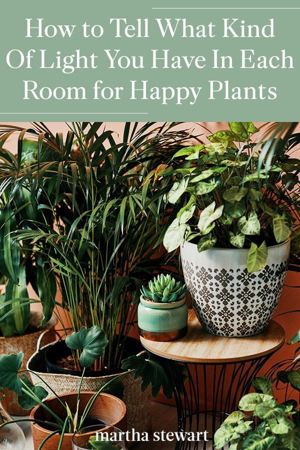 How to Tell What Kind Of Light You Have In Each Room for Happy Plants