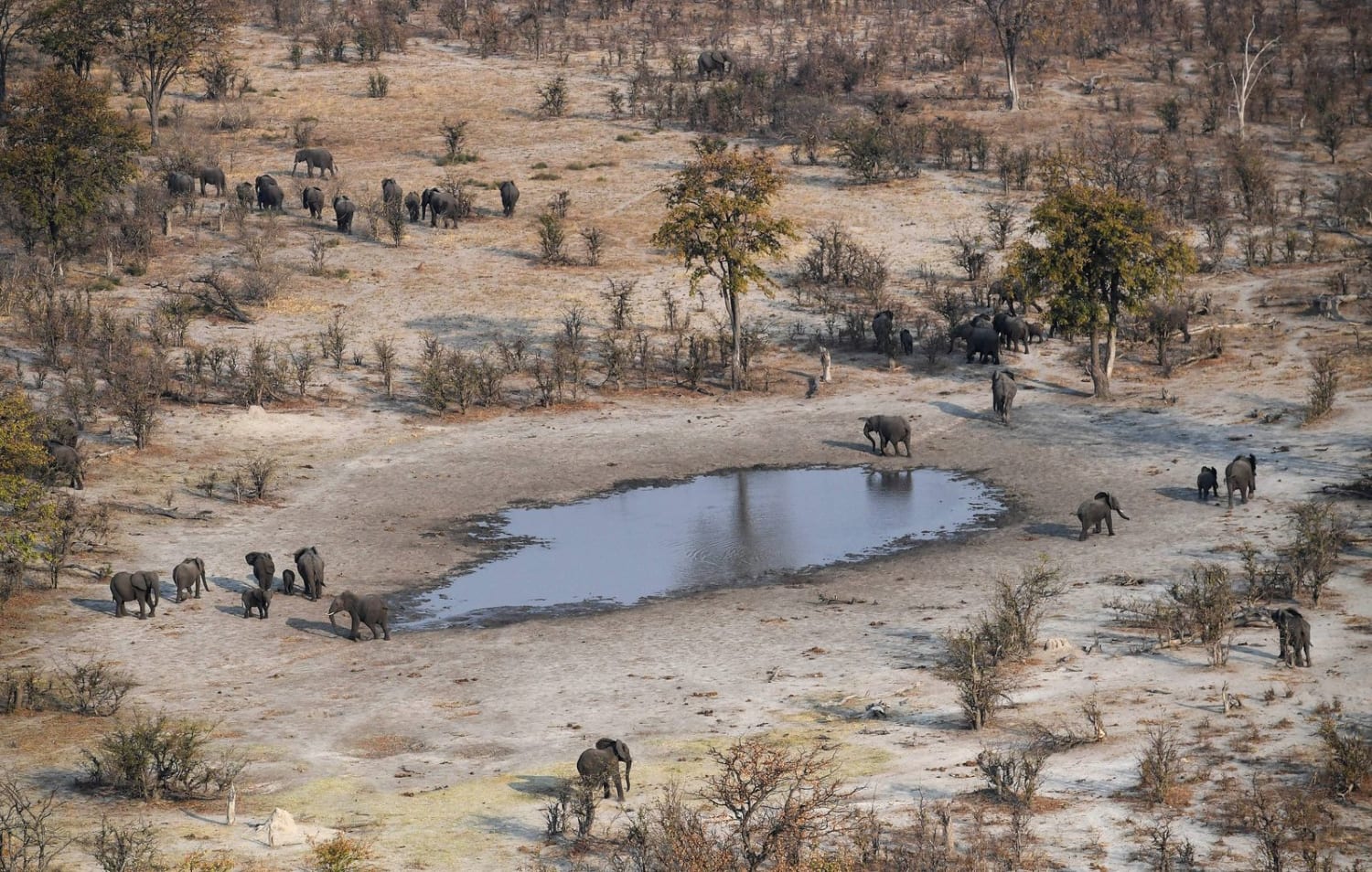 Toxic Algae Caused Mysterious Widespread Deaths of 330 Elephants in Botswana