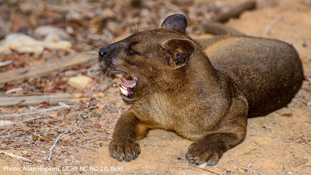 Despite their cat-like appearance, fossa are actually close relatives of the mongoose. They’re the largest carnivore on Madagascar and feed on birds, reptiles, and even lemurs. They use their long tail for balance when chasing prey through the trees.
