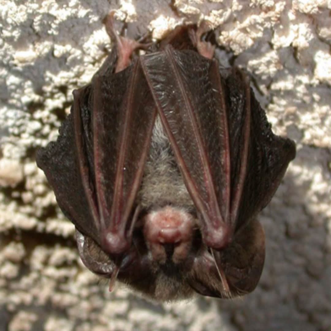 Happy #BatWeek! From eating pests to pollinating crops, bats are the unsung heroes of the night. Sleeping bat