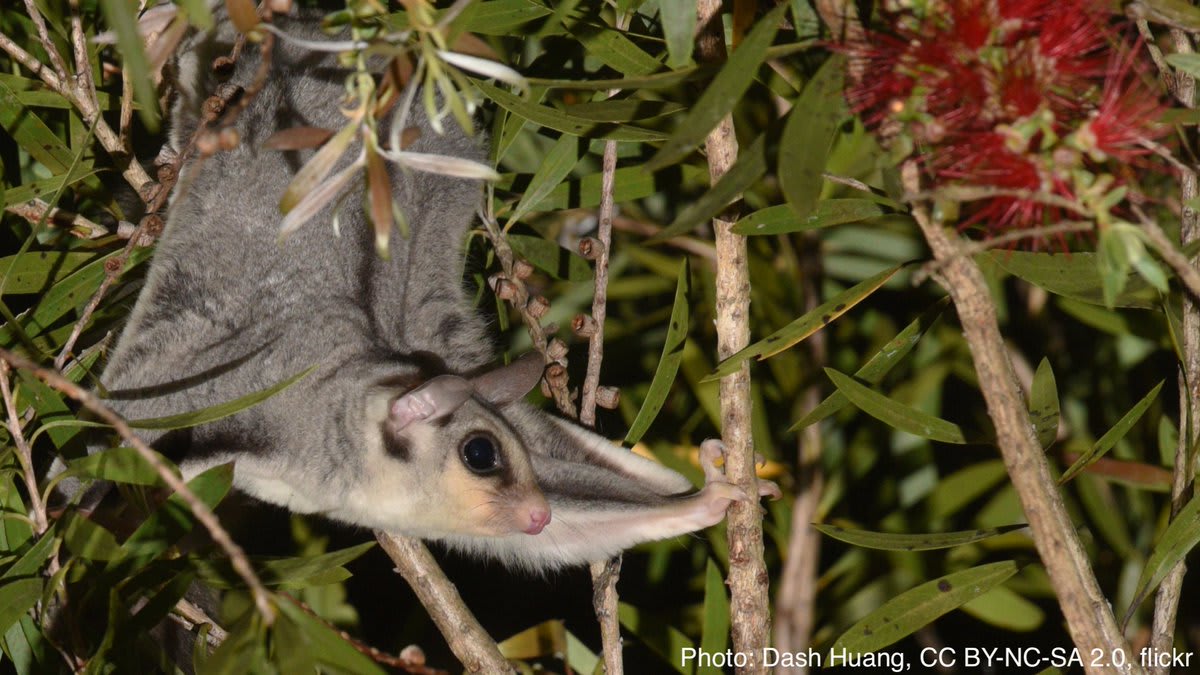 Glide into the weekend with the sugar glider! This marsupial has a membrane, called the patagium, that spans its ankles to its wrists, and helps it drift between trees. The nocturnal and arboreal critter lives in parts of Australia, New Guinea, and Indonesia.