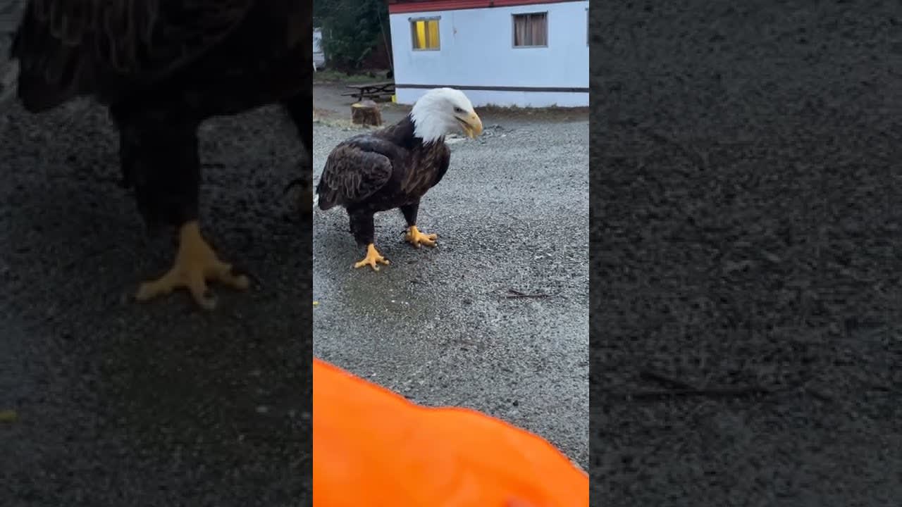 Close Encounter Feeding a Bald Eagle Hard Boiled Eggs || ViralHog