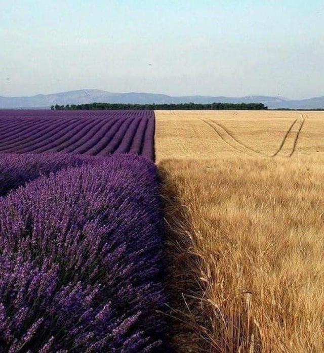 Where lavender and wheat meet