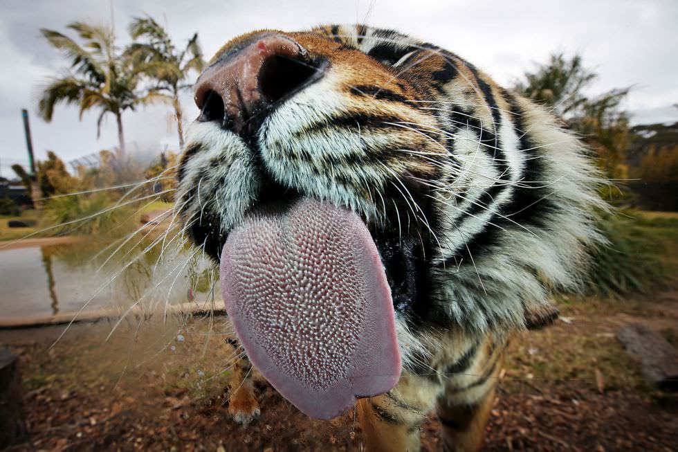 Animal tongues like the tiger's are covered in papillae. Feline papillae have a U-shaped cavity to wick up saliva which is then redistributed in the fur to enhance grooming.