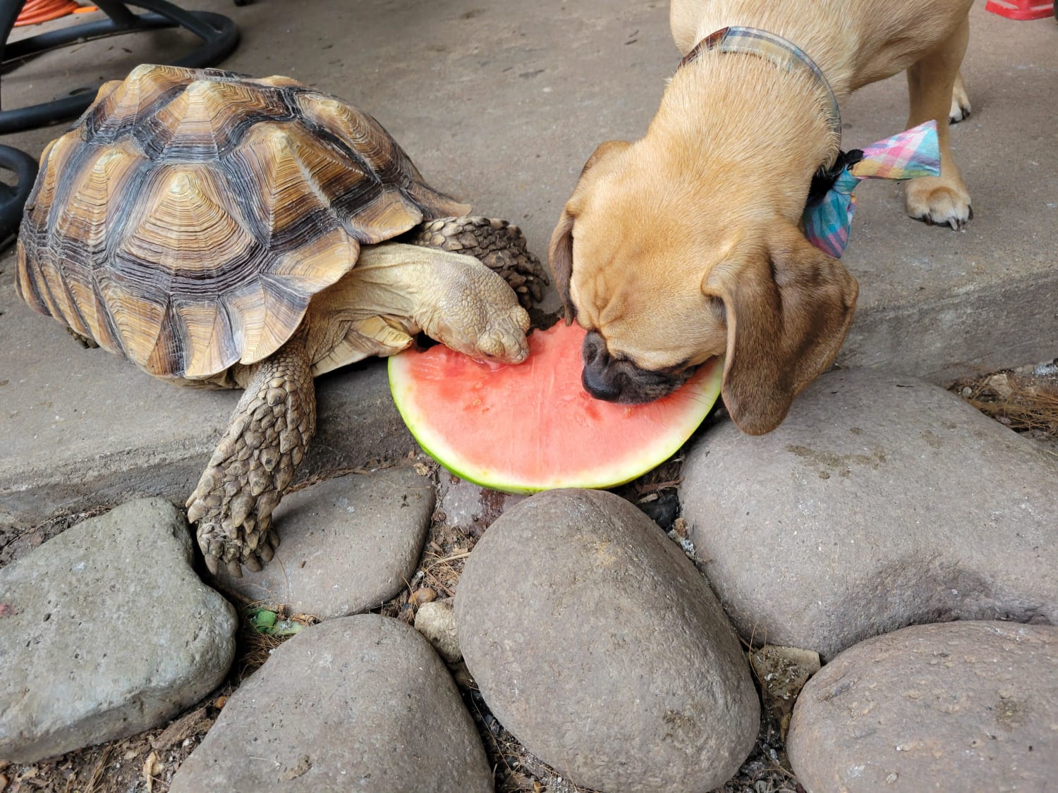 Bongo and Rooster sharing some watermelon