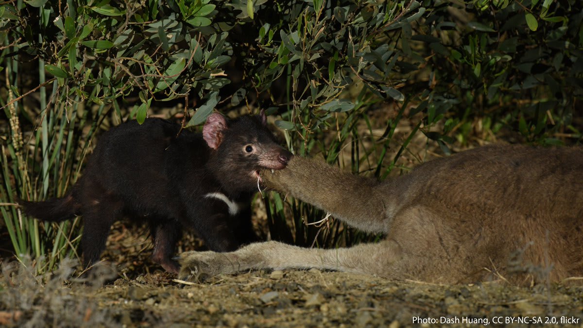 The Tasmanian devil needs no introduction. This rambunctious animal is known for its bold temper, haunting calls, and impressive bite. It’s the world’s largest extant carnivorous marsupial, and it eats almost anything it comes across—bones and all!