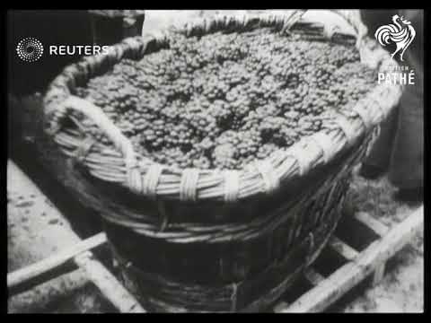 Harvesting and production of grapes in the wine districts of France (1947)