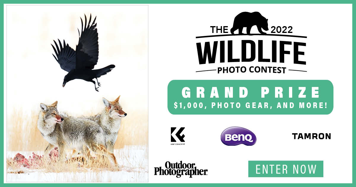 Outdoor Photographer is excited to announce the 2022 Wildlife photo contest! Submit your best wildlife photography for a chance to win $1,000, recognition, and fantastic prizes from BenQ, Tamron, K&F Concept, and more! OPHWildlife2022 Learn more:
