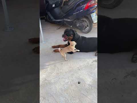 Rottweiler and Chihuahua Play Together || ViralHog