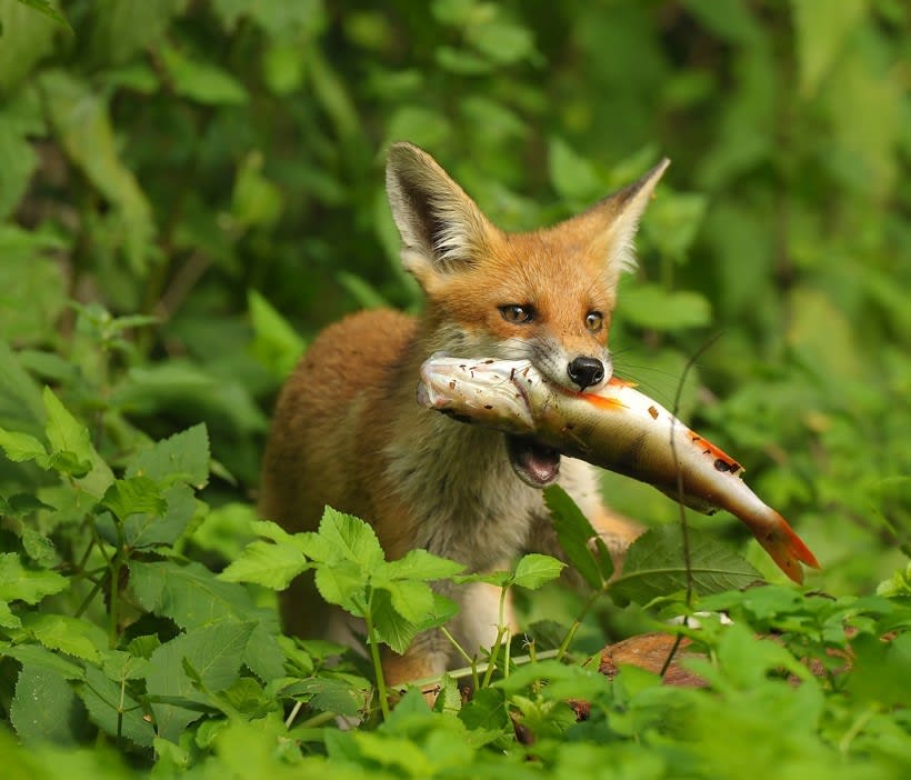 A red fox caught a yellow perch. Fish, frogs, crabs, etc make up a high percentage of a fox's diet.