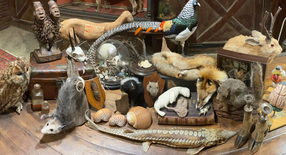 Looking to add some taxidermy to your space or perhaps own a piece of Morbid Anatomy history? Join us Saturday, July 25 for a special virtual auction benefiting our move to a new physical space in Industry City! Details at: