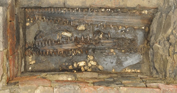 From the Archives: A 39-inch-long sawfish blade has been found at the bottom of a stone box at the Aztec religious complex in Mexico City known as the Templo Mayor.