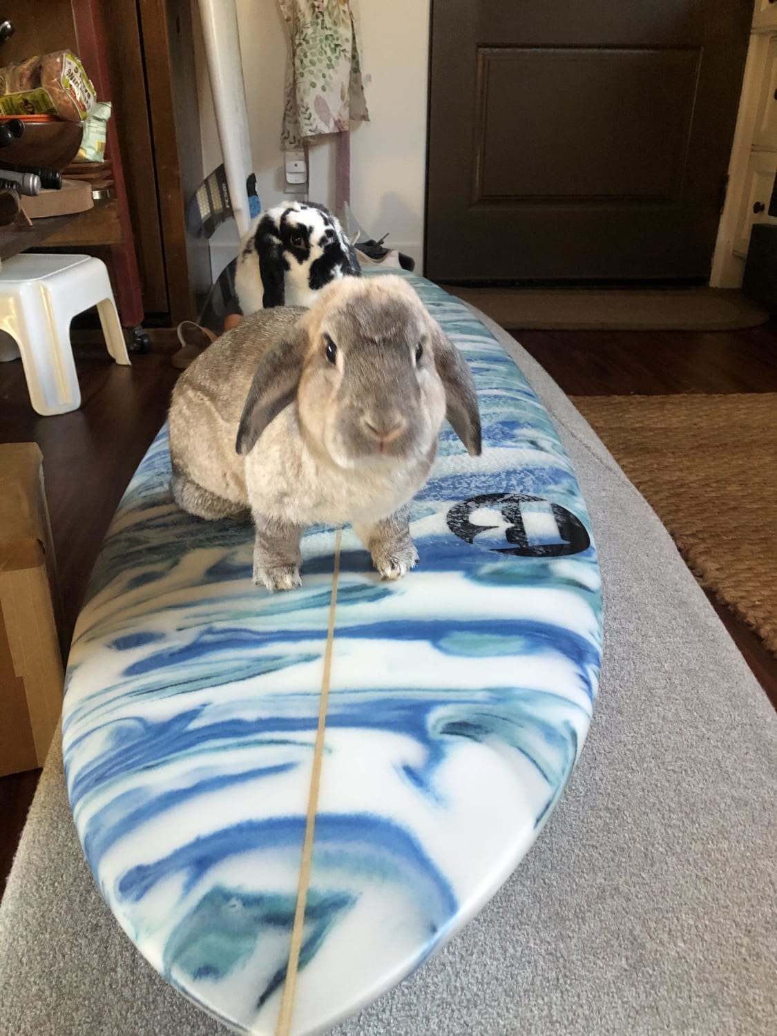 I’ve heard of surfing dogs before...