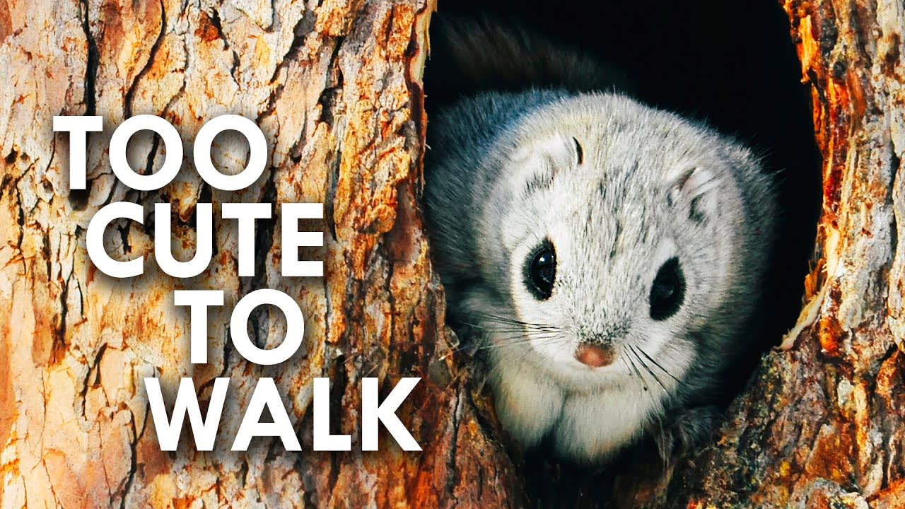 Flying Squirrels and The Animals that Fall With Style