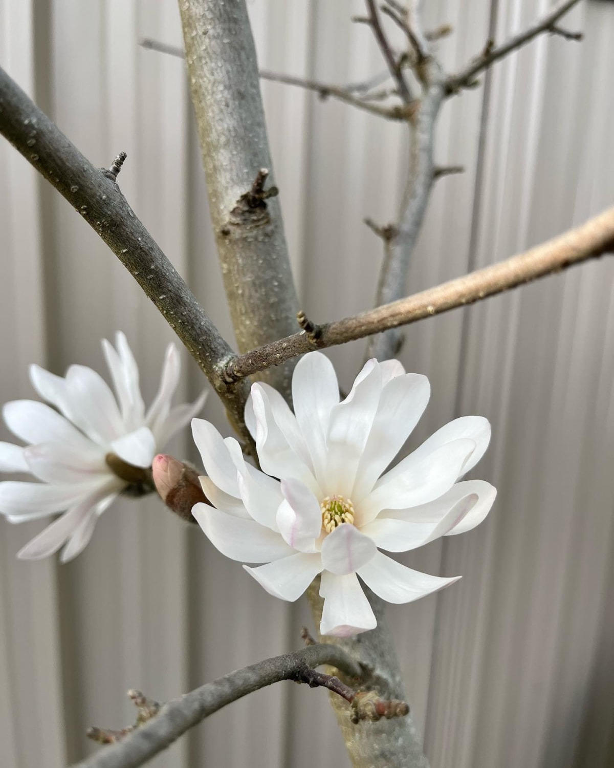 Spring is here with my star magnolia