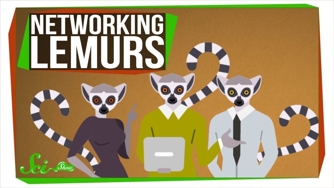 Lemurs Are Into Networking, Too!