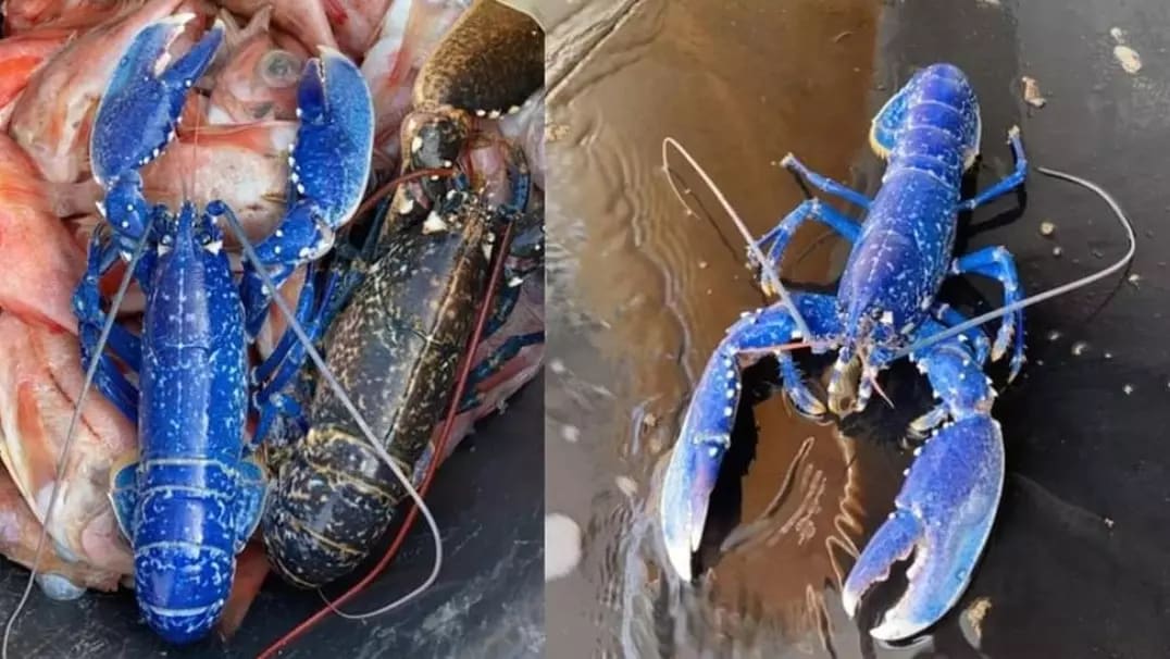 Blue lobster found by Jersey fisherman in 'one-in-two-million' catch