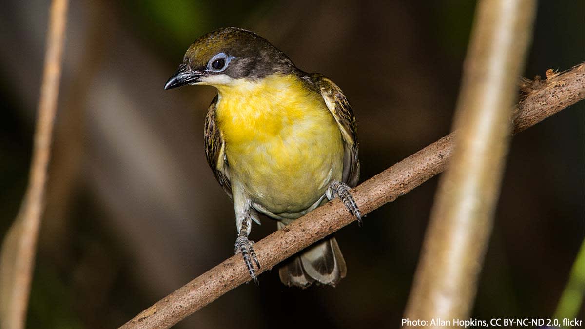 When it locates a hive, the Greater Honeyguide seeks the attention of honey badgers, baboons, or even humans. If all goes as planned, the responder will break open the hive, likely for the honey—but that’s not what this bird is after. It feasts on the larvae and wax!