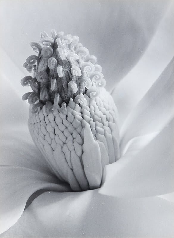 Clars' auction is on Sunday January 21. The sale includes works by Ansel Adams, Edward Weston and Imogen Cunningham, among others. LOT 2265 https://t.co/bJDlHRy5OX @ClarsAuction 📷 Imogen Cunningham, Magnolia Blossom (Tower of Jewels), 1925. Courtesy Clars Auction Gallery.