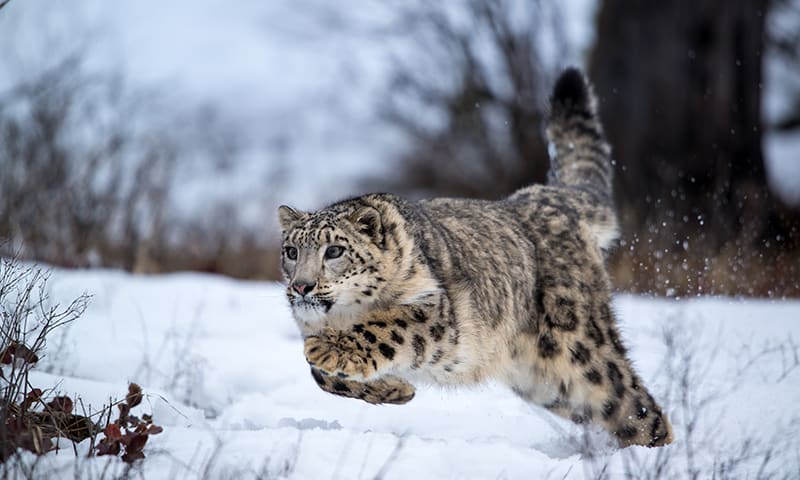 PsBattle: A Snow Leopard Running