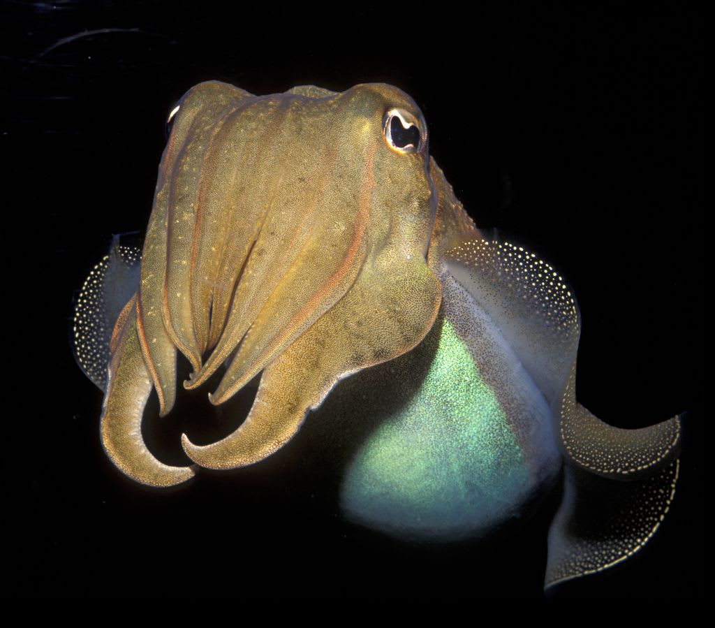 Cuttlefish are capable of exerting self control! In a cognitive test designed for children common cuttlefish (Sepia officinalis) demonstrated that if they know they can get a better treat if they wait, they will wait. https://t.co/rFOUpgzsuX 📷 : Schafer & Hill/Getty Images