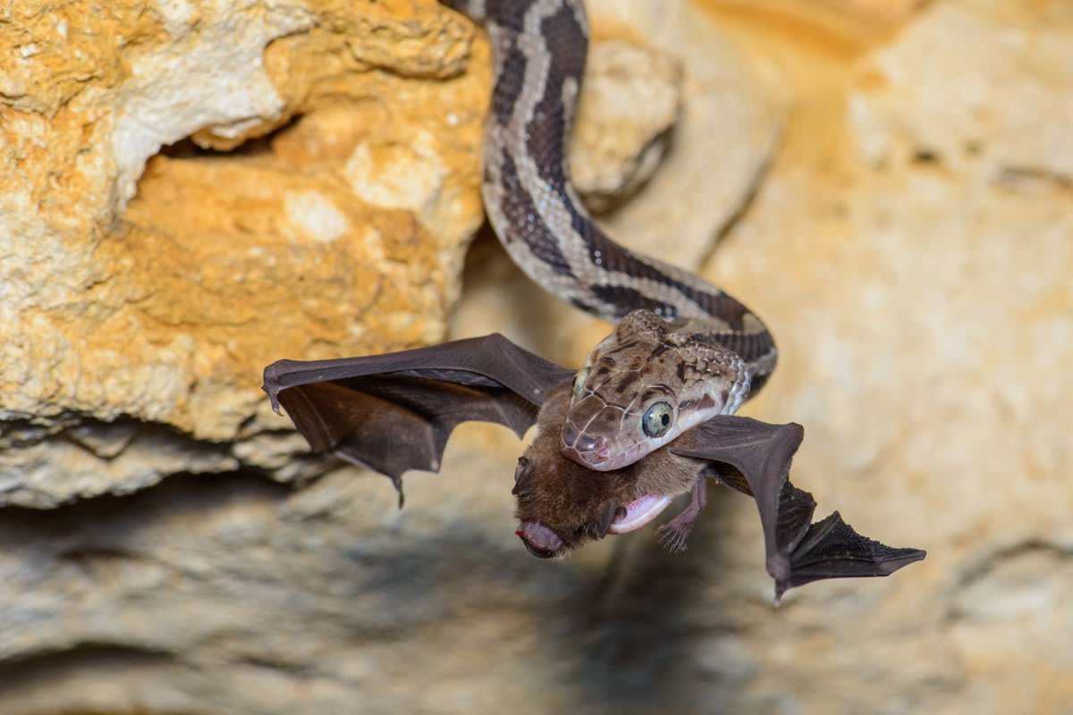 Deep in Mexico’s Yucatán Peninsula, every night is a battle of skill—& luck—between 1000s of bats & dangling snakes
