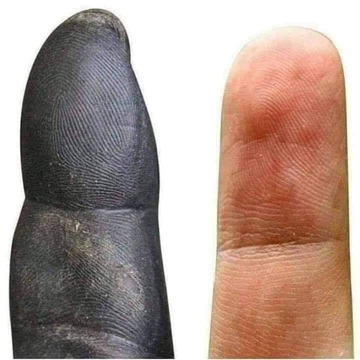 A chimpanzee and human finger.