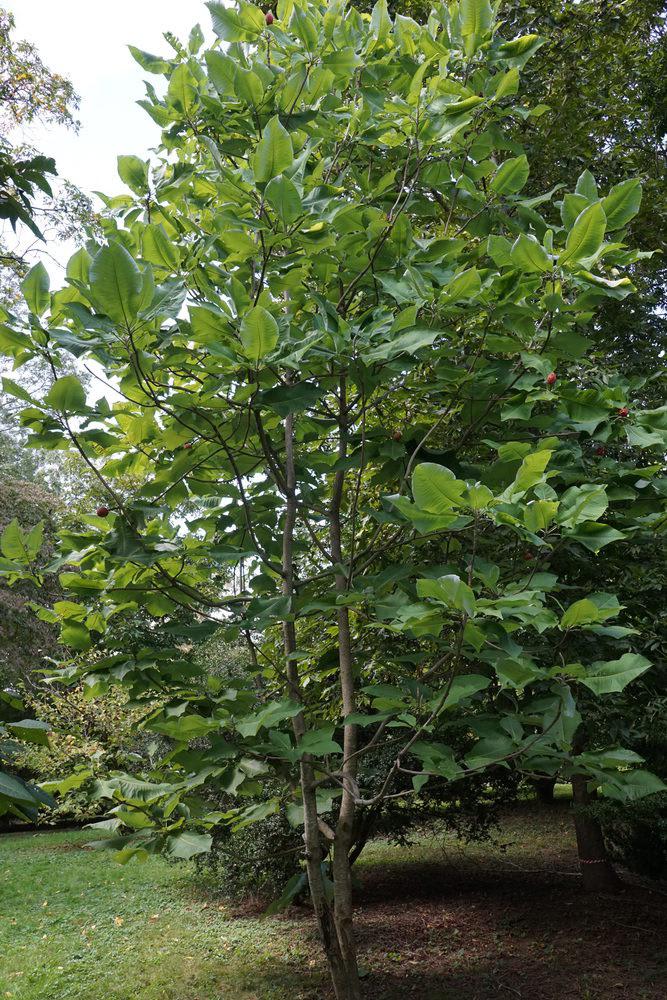 Anybody have experience with growing Big leaf magnolia? I recently purchased one and want to hear some experiences as I hear they can be fussy!