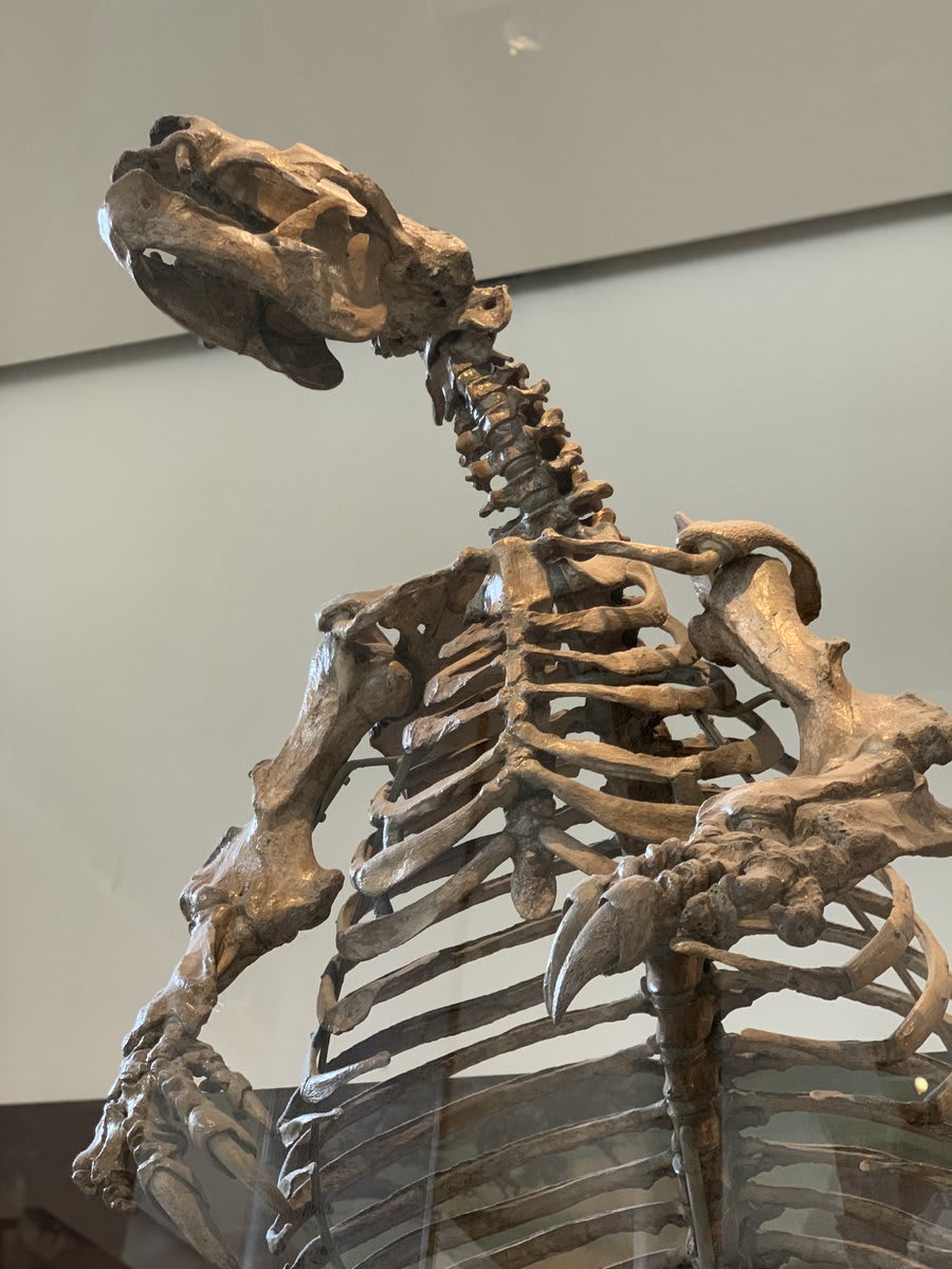 It’s time for FossilFriday! Get to know Glossotherium robustum, or the “tongue beast.” It roamed the pampas of Argentina, a grassland region, ~30,000 years ago during the Pleistocene. As a mylodont sloth, it had more complex teeth than those of other groups of ground sloths.