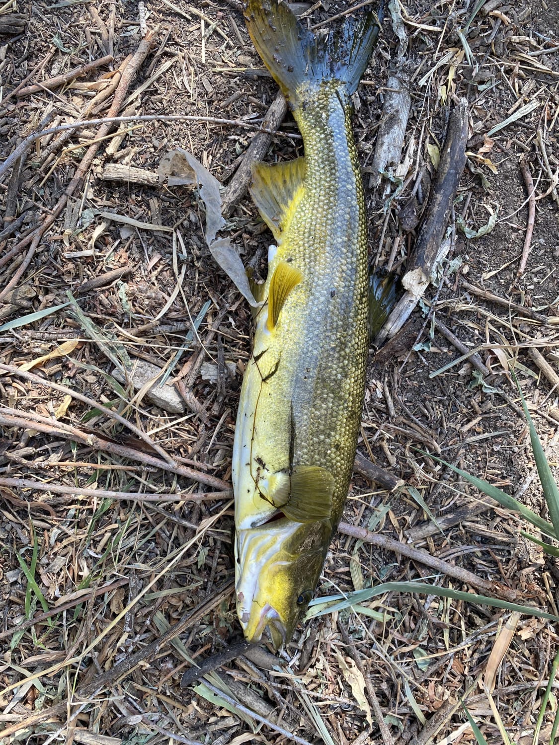 I’m new to Idaho. Caught in the Snake river. Was only out of the water long enough to remove the hook and snap a pic. Could I get some help with identifying?