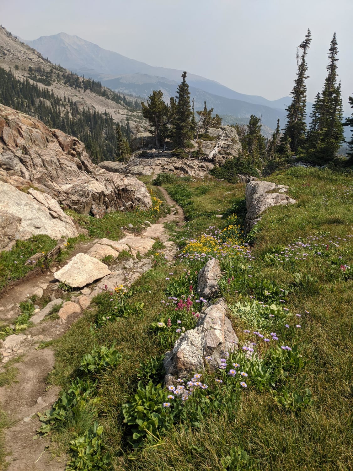 Wildflowers on the Bluebird Lake Trail in Rocky Mountain National Park, Colorado, USA. (Aug 23, 2020)